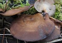 Polyporus brumalis image