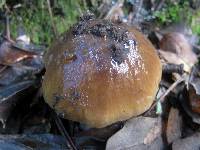 Cortinarius collinitus image