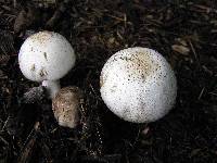 Agaricus placomyces image