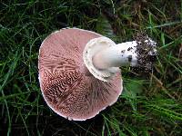 Agaricus placomyces image