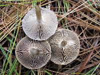 Clitocybe subditopoda image