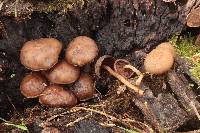 Psathyrella piluliformis image