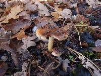 Pholiota highlandensis image