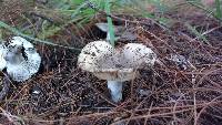 Russula sororia image