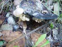 Asterophora lycoperdoides image