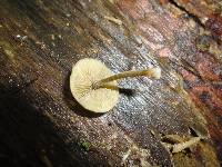 Simocybe centunculus var. centunculus image