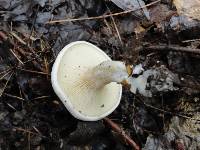 Clitopilus prunulus image