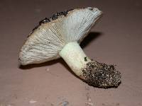 Tricholoma manzanitae image