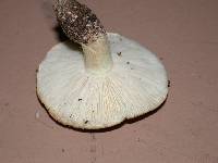 Tricholoma manzanitae image