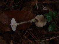 Clitocybe fragrans image