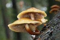 Hypholoma capnoides image