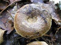 Rhodocybe popinalis image