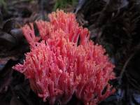 Ramaria araiospora image