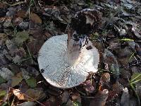 Tricholoma dryophilum image