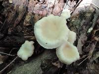 Pleurotus cornucopiae image