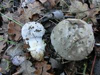 Amanita protecta image