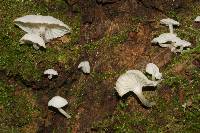 Hemimycena candida image