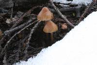 Psilocybe pelliculosa image