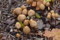 Psilocybe pelliculosa image