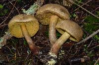 Boletus subtomentosus image