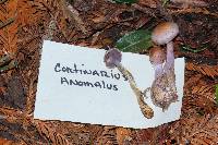 Cortinarius anomalus image