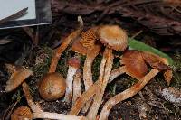 Cortinarius obtusus image