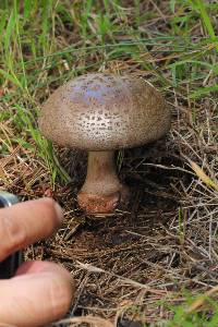 Amanita brunneolocularis image