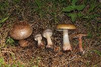 Amanita brunneolocularis image