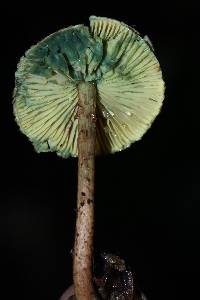 Lepiota trichroma image