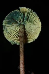 Lepiota trichroma image