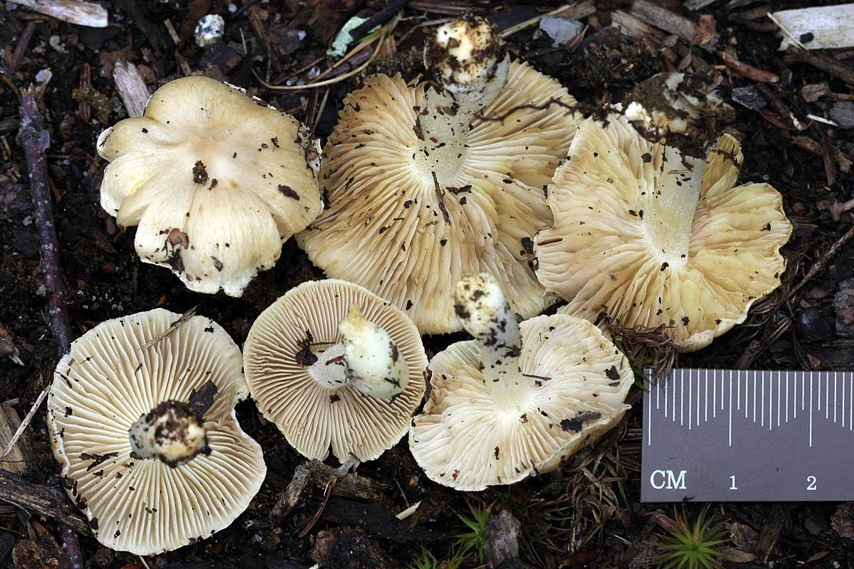 Inocybe sambucina image