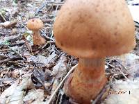 Cortinarius armillatus image