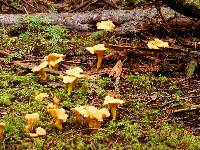 Cantharellus enelensis image