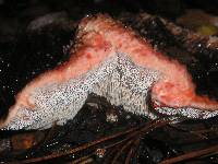 Hydnellum peckii image