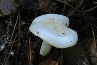 Hygrophorus eburneus image