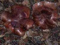 Tricholoma dryophilum image