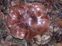 Tricholoma dryophilum image