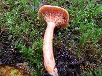 Lactarius thyinos image