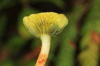 Phylloporus rimosus image
