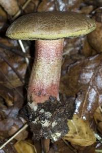 Boletus chrysenteron image