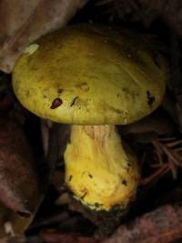 Cortinarius viridirubescens image