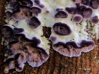 Trichaptum abietinum image