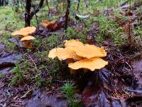 Cantharellus enelensis image