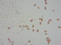 Psilocybe pelliculosa image