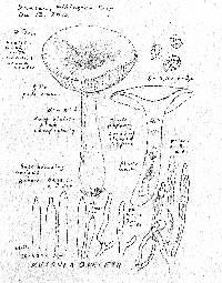 Russula queletii image