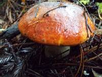 Leccinum manzanitae image