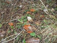 Lactarius fragilis image