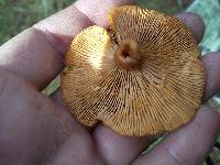 Lactarius fragilis var. rubidus image