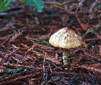 Lepiota magnispora image