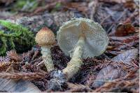 Lepiota magnispora image